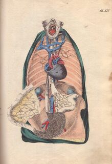 [Nouveau manuel d'anatomie descriptive et raisonné à l'usage des gens du monde] - [Constant Crommelinck]