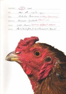 Koen Vanmechelen: The Accident - Koen Vanmechelen