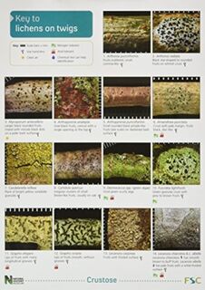 A Key to Lichens on Twigs - Pat Wolseley, Peter James, Diccon Alexander (ISBN 9781851538843)