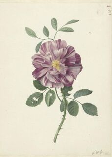 Poster Botanische Roos - (ISBN 2500015059195)