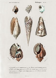 Poster Vintage Schelpen - Dieren - (ISBN 2500015061129)