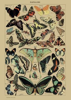 Poster Vintage Vlinders - (ISBN 2500015060054)