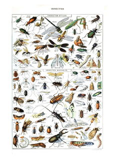 Poster Vintage Insecten - (ISBN 2500015060504)