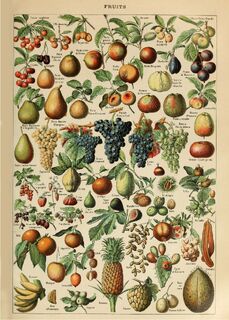 Poster Vintage Fruit - Millot - (ISBN 2500015060719)
