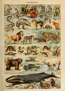 Poster Vintage Dieren - Millot - (ISBN 2500015060733)