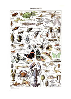 Poster Vintage Arthropodes - Millot - (ISBN 2500015060986)