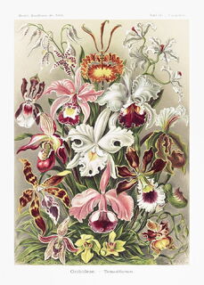 Poster Enst Haeckel - Orchideae - (ISBN 2500015061266)