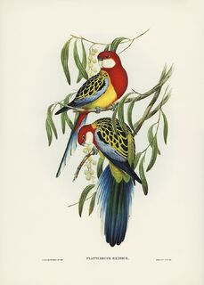 Poster Vintage Parkieten - Dieren - (ISBN 2500015061334)