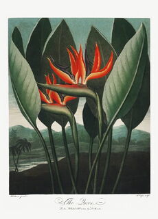 Poster 'The Queen Plant' - Temple of Flora (ISBN 2500015061358)