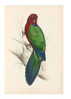 Illustrations of the family of psittacidae or parrots - Edward Lear