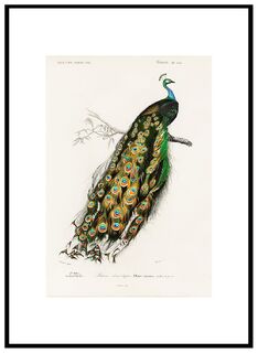 Poster Indiaanse Pauw – Dieren (ISBN 2500015062157)