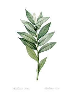 Vintage green leaves n°1 Poster 30 x 40 - (ISBN 2500015193998)