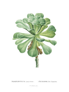 Vintage green leaves n°3 Poster 30 x 40 - (ISBN 2500015194001)