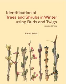 Identification of Trees and Shrubs in Winter using Buds and Twigs - Bernd Schulz (ISBN 9781842468340)