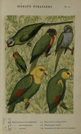 Oiseaux étrangers - Carl Rusz Oiseaux étrangers - Carl Rusz