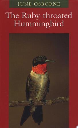 The Ruby-throated Hummingbird - June Osborne