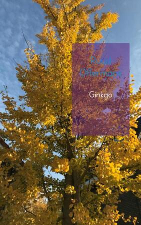 Ginkgo - Ruud Offermans Ginkgo - Ruud Offermans