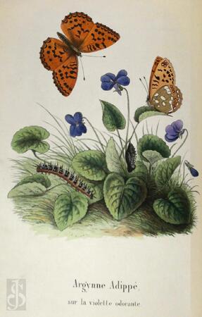 Les lépidoptères de la Belgique, leurs chenilles et leurs chrysalides - Charles Frédéric Dubois, Alphonse Dubois Les lépidoptères de la Belgique, leurs chenilles et leurs chrysalides - Charles Frédéric Dubois, Alphonse Dubois