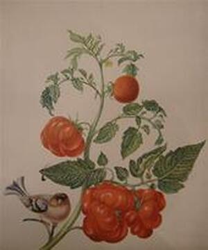 Maria Sybilla Merian Aquarellen uit Leningrad - Maria Sibylla Merian, Ernst Ullmann Maria Sybilla Merian Aquarellen uit Leningrad - Maria Sibylla Merian, Ernst Ullmann