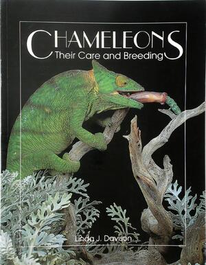 Chameleons - L. Davison
