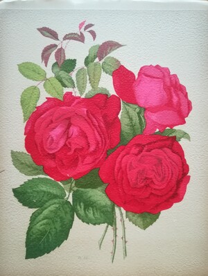 Livre d’or des roses - Paul Hariot Livre d’or des roses - Paul Hariot