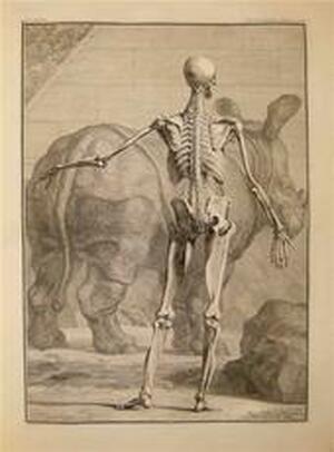 Tabulae sceleti et musculorum corporis humani & Tabulae ossium humanorum & Tabula vasis chyliferi explanatio & Tabulae VII uteri mulieris gravidae. - Bernardus Siegfried Albinus Tabulae sceleti et musculorum corporis humani & Tabulae ossium humanorum & Tabula vasis chyliferi explanatio & Tabulae VII uteri mulieris gravidae. - Bernardus Siegfried Albinus