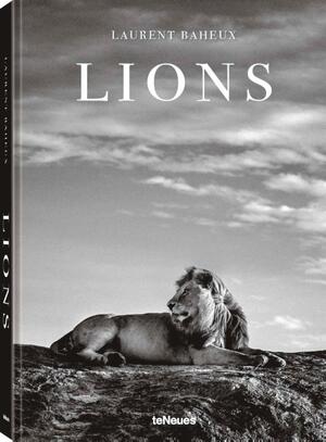 Lions - Laurent Baheux Lions - Laurent Baheux