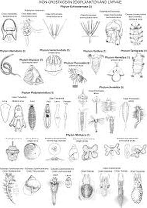 Nordisches Plankton Siebenter band Protozoa - N/a Nordisches Plankton Siebenter band Protozoa - N/a