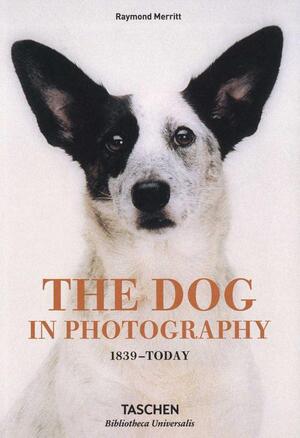 The dog in photography - The dog in photography -