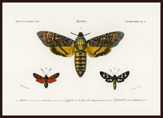Poster Vintage Insecten (ISBN 2500015062126)