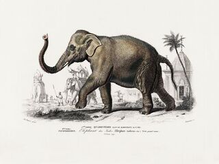 Poster Vintage - Aziatische Olifant (ISBN 2500015062577)