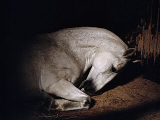 Anima - Charlotte Dumas (ISBN 9789081350105)