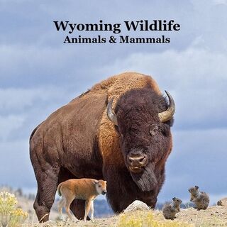 Wyoming Animals and Mammals Wildlife Book: Great Wyoming Animals book with Lifelike Images and Fun Facts - Kinsey Marie (ISBN 9781965098738)
