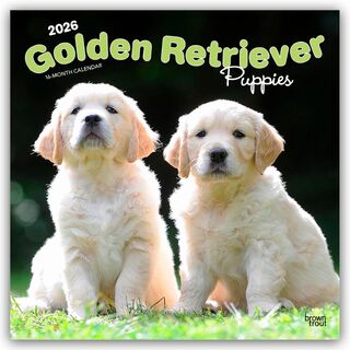 Golden Retriever Puppies 2026 Square Flap Calendar - Browntrout Publishers (ISBN 9798330703463)