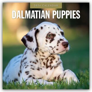 Dalmatian Puppies - Dalmatiner Welpen 2026 - 16-Monatskalender - Robin Red (ISBN 9781804428009)