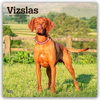 Vizslas 2026 Square Flap Calendar - Browntrout Publishers (ISBN 9798330706167)