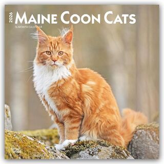 Maine Coon Cats 2026 Square Flap Calendar - Browntrout Publishers (ISBN 9798330704460)