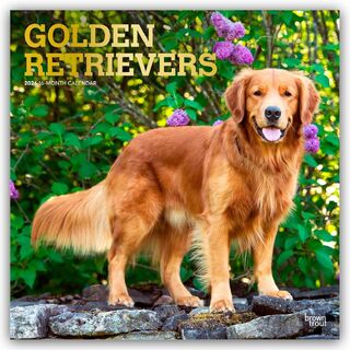Golden Retrievers 2026 Square Flap Foil Calendar - Browntrout Publishers (ISBN 9798330703494)