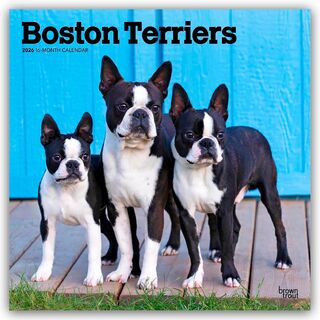 Boston Terriers 2026 Square Flap Calendar - Browntrout Publishers (ISBN 9798330702602)