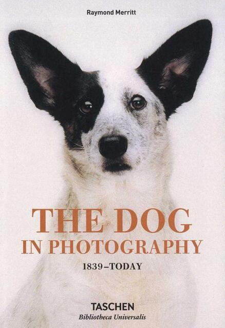 The dog in photography - The dog in photography -