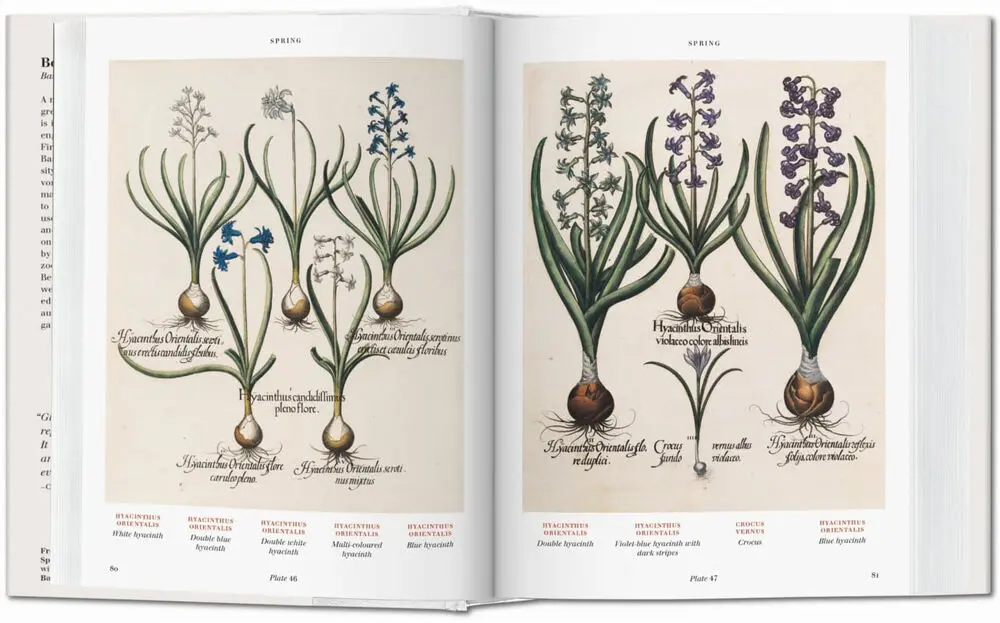 Basilius Besler's Florilegium - Klaus Walter Littger 3