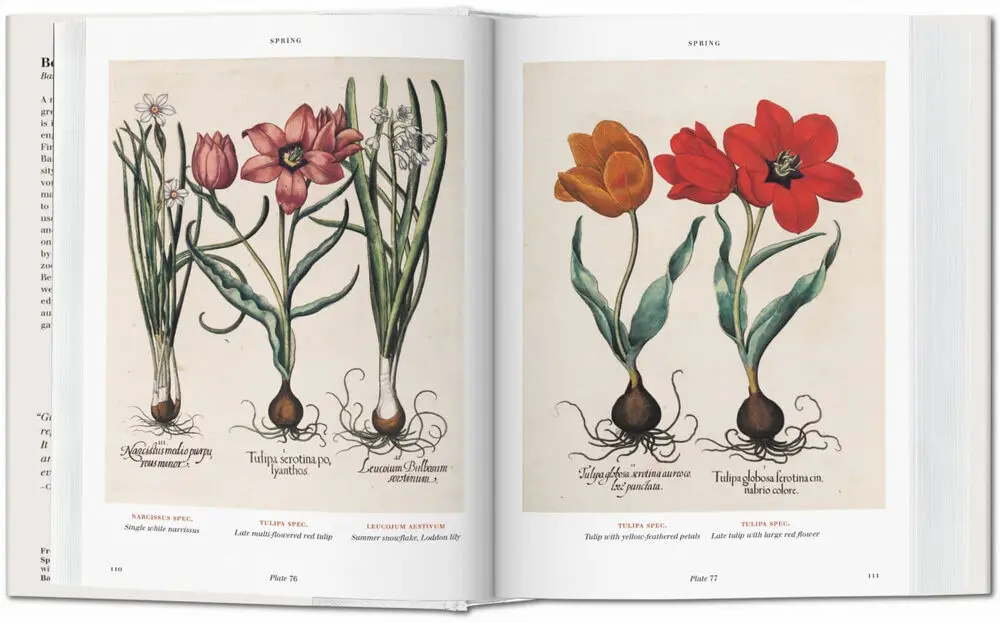 Basilius Besler's Florilegium - Klaus Walter Littger 4