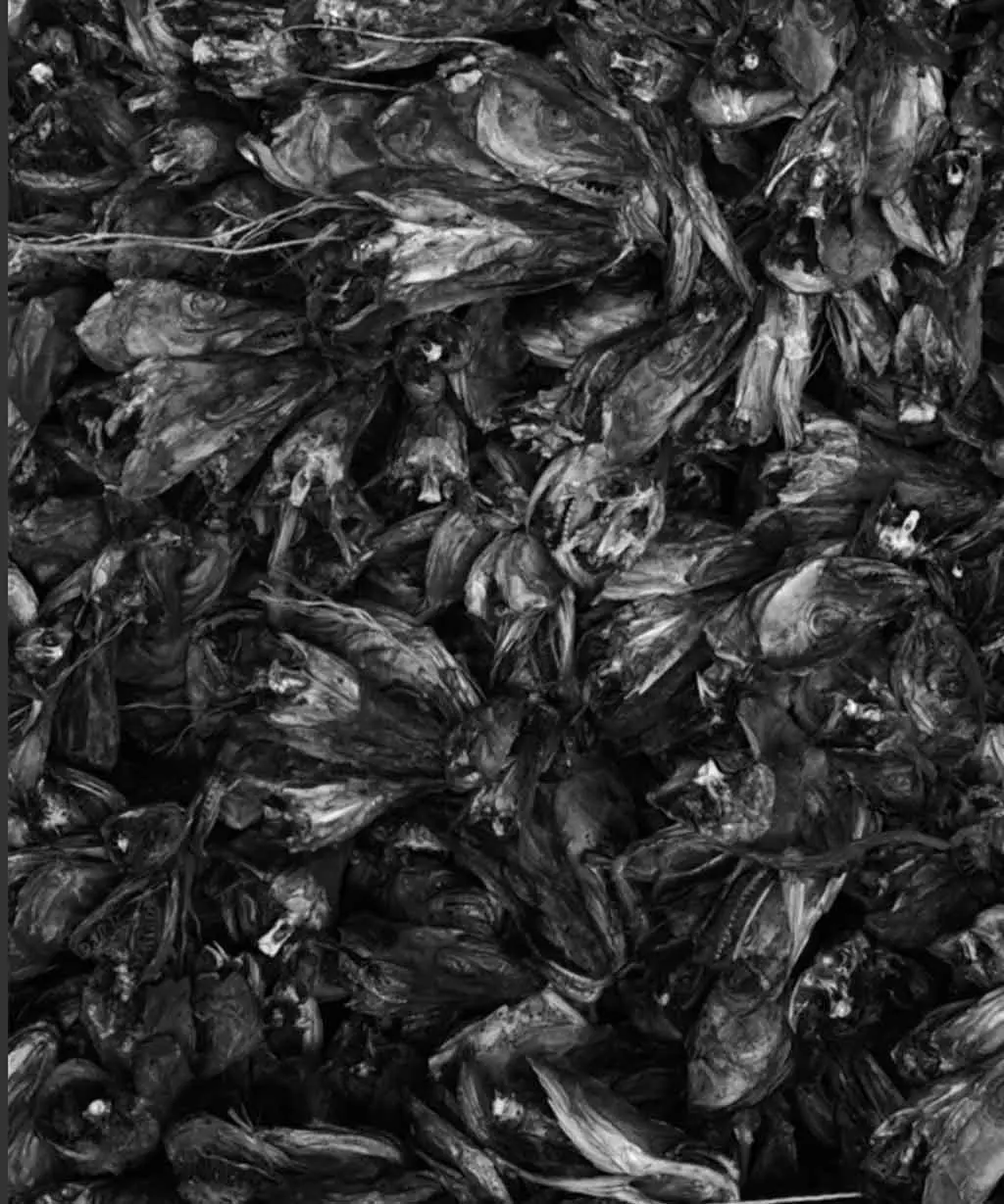 Fantastik Fangst - Witho Worms 4