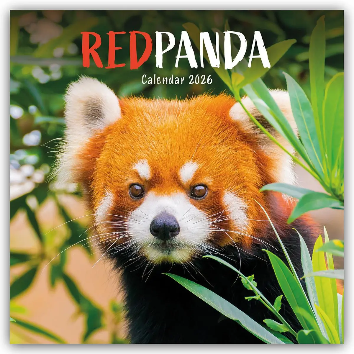 Red Pandas Square Wall Calendar 2026 Carousel Calendar (ISBN