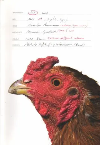 Koen Vanmechelen: The Accident - Koen Vanmechelen 1