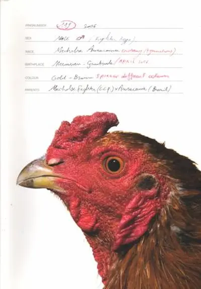 Koen Vanmechelen: The Accident - Koen Vanmechelen