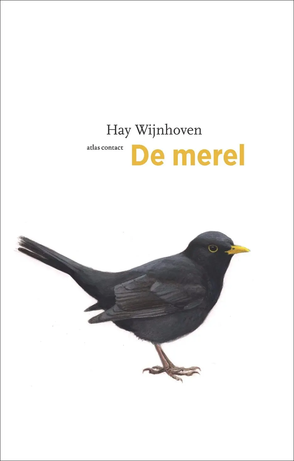 De merel - Hay Wijnhoven 1